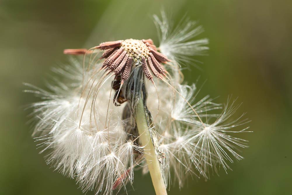 Le Pissenlit à feuilles obovales Taraxacum obovatum (Waldst. & Kit. ex Willd.) DC., 1809