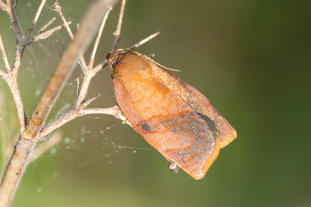  Cacoecimorpha pronubana (Hübner, 1799)