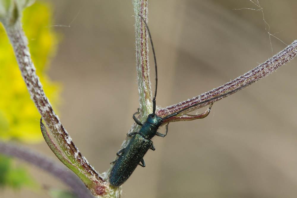 Agapanthia violacea (Fabricius, 1775)