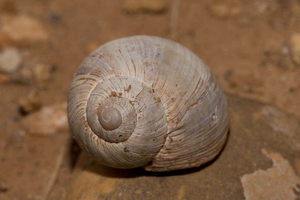 Hélice tapada Helix melanostoma Draparnaud, 1801
