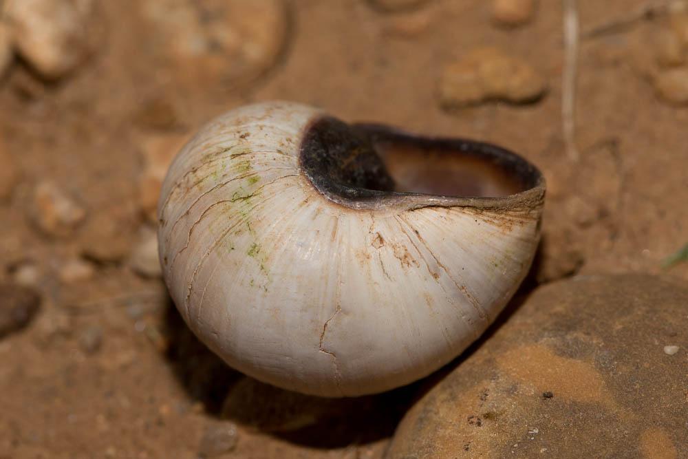 Hélice tapada Helix melanostoma Draparnaud, 1801