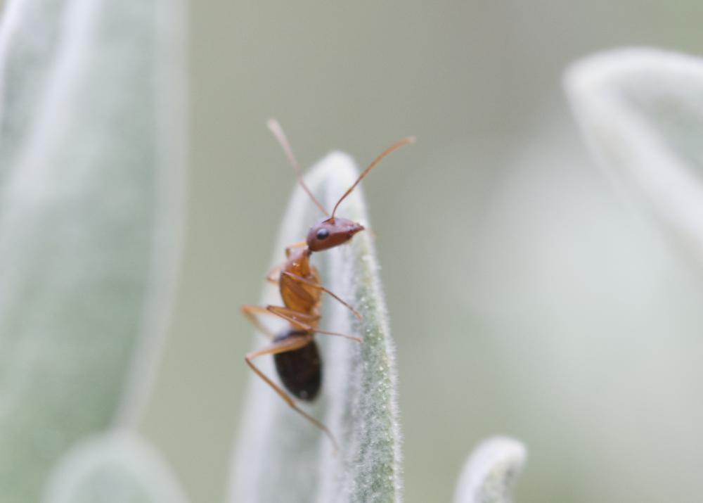 Camponotus pilicornis (Roger, 1859)