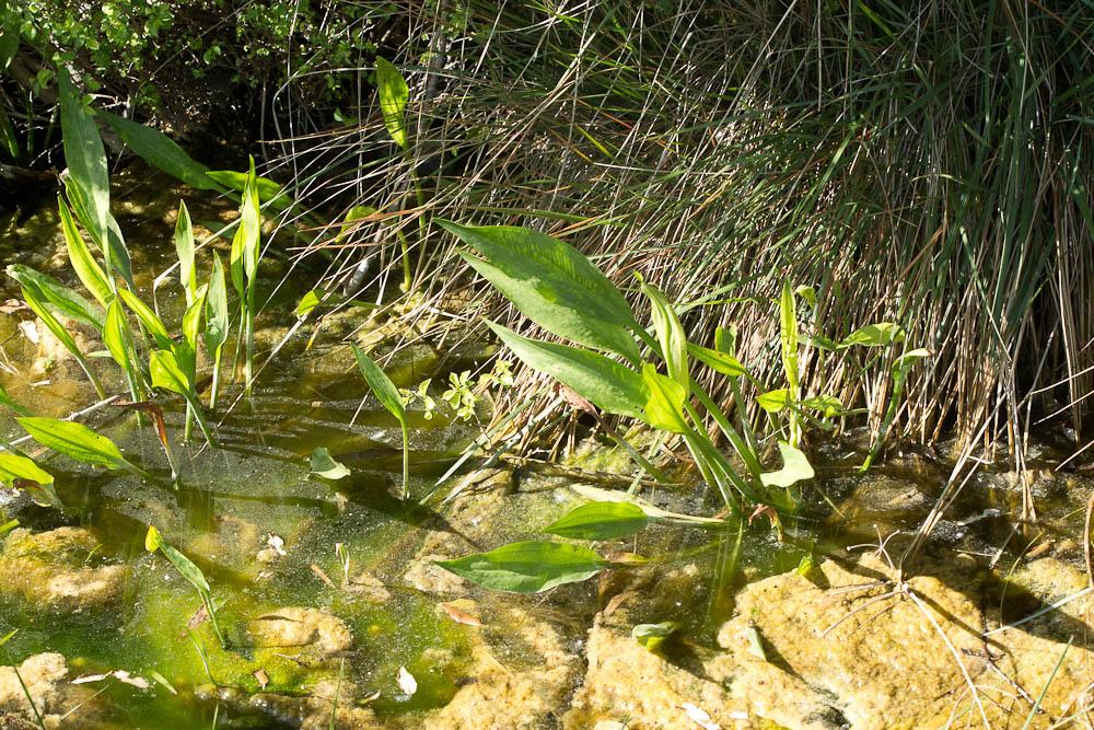 Plantain d'eau à feuilles lancéolées, Alisma lancé Alisma lanceolatum With., 1796