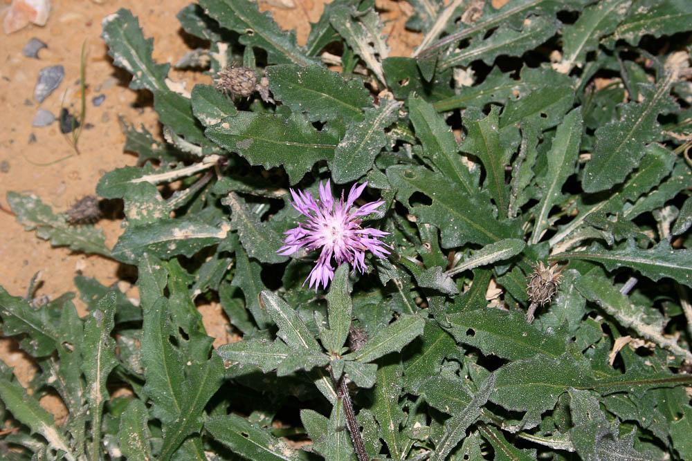Centaurée rude Centaurea aspera L., 1753