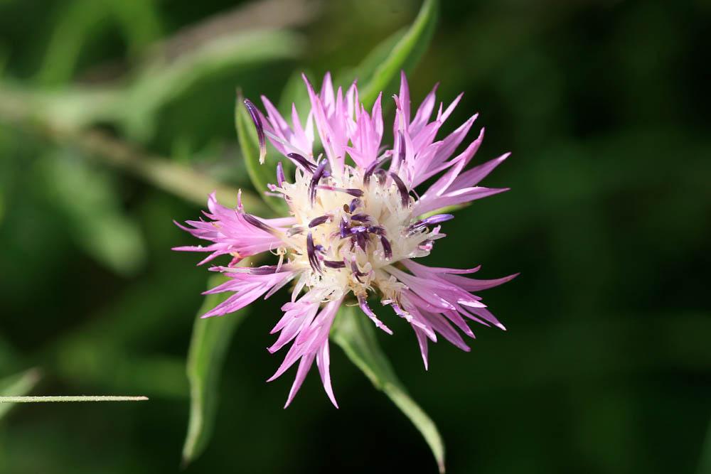 Centaurée rude Centaurea aspera L., 1753