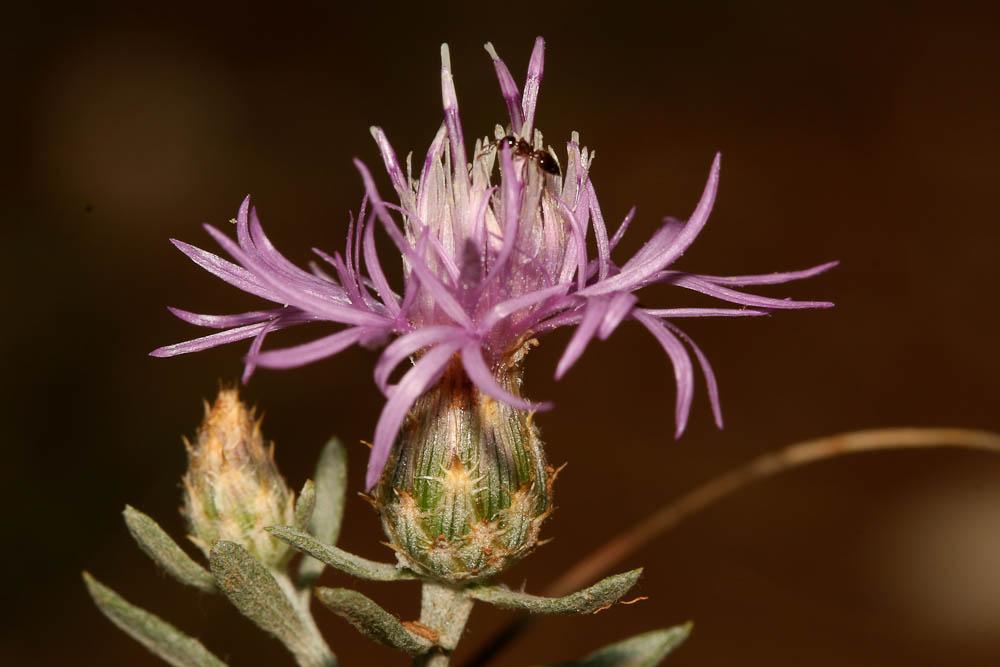 Centaurée à panicule, Centaurée paniculée Centaurea paniculata L., 1753
