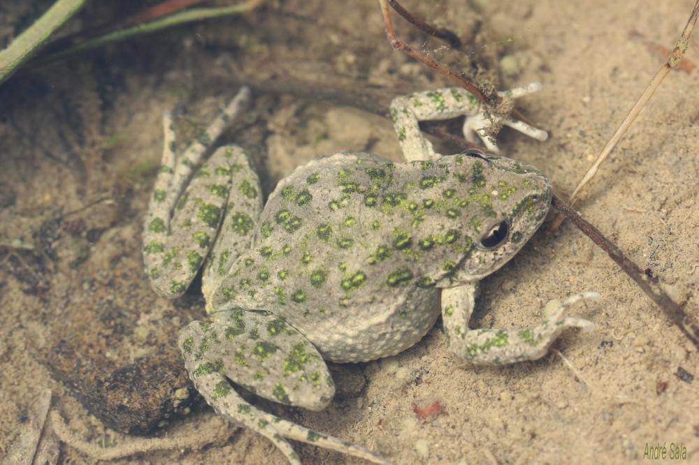 Pélodyte ponctué Pelodytes punctatus (Daudin, 1803)