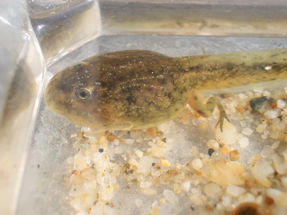 Pélodyte ponctué Pelodytes punctatus (Daudin, 1803)