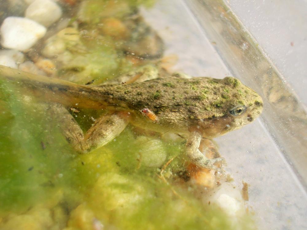 Pélodyte ponctué Pelodytes punctatus (Daudin, 1803)
