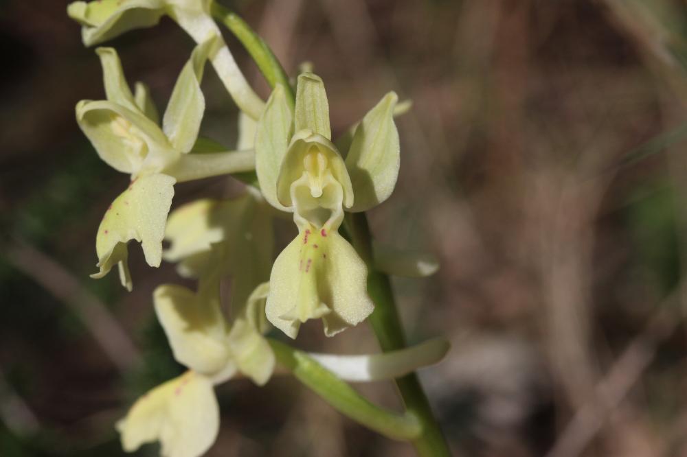 Orchis de Provence Orchis provincialis Balb. ex DC., 1806