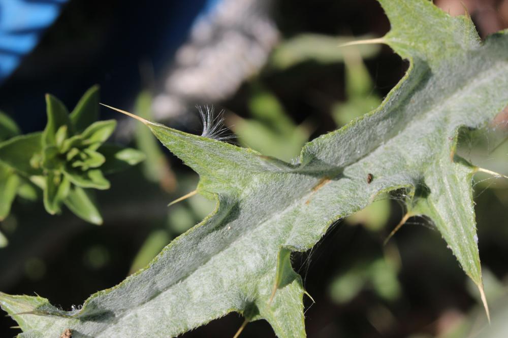 Cirse acarna Picnomon acarna (L.) Cass., 1826