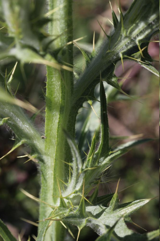 Cirse acarna Picnomon acarna (L.) Cass., 1826