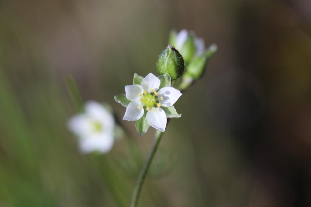 Spergule des champs, Espargoutte des champs, Sparg Spergula arvensis L., 1753