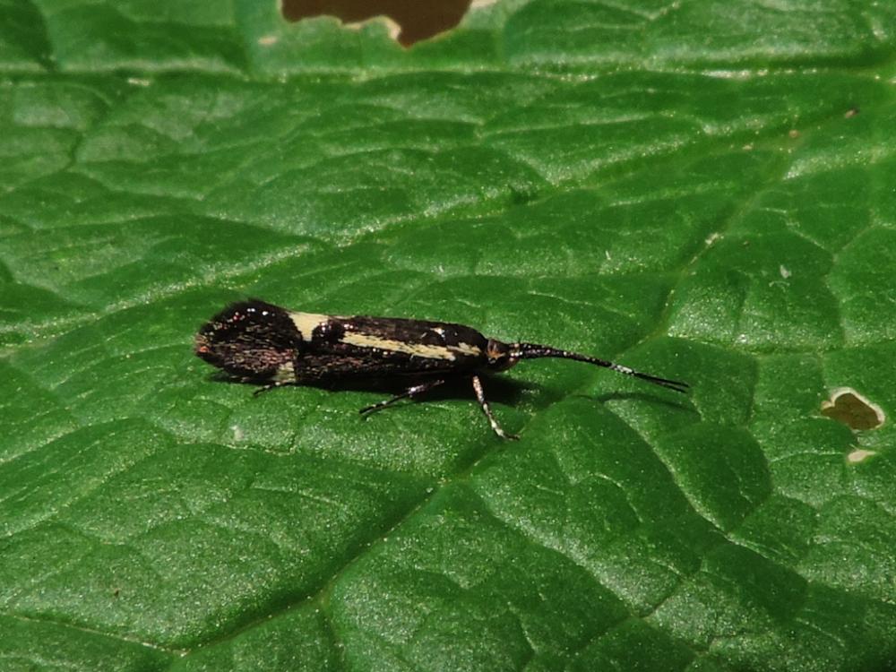 Esperia sulphurella (Fabricius, 1775)