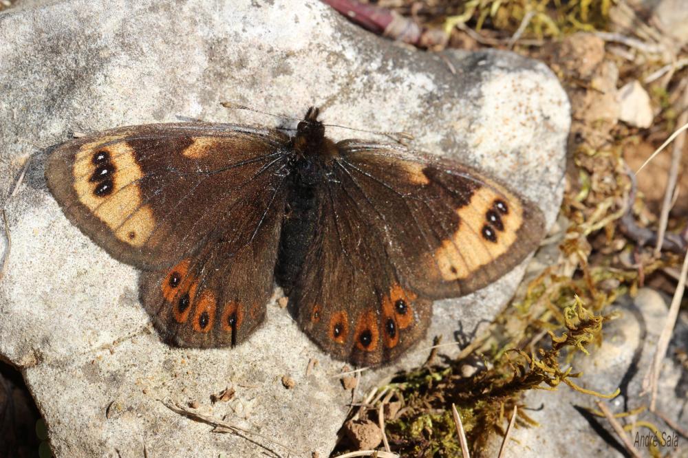 Moiré provençal (Le), Moiré de Provence (Le) Erebia epistygne (Hübner, 1819)