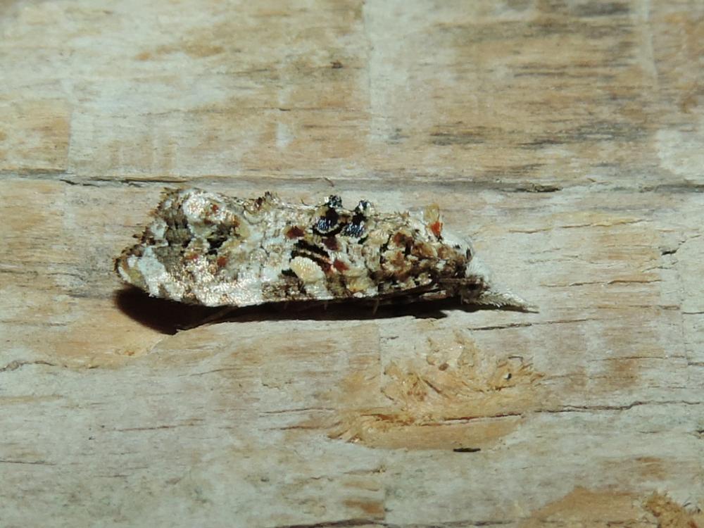 Phtheochroa rugosana (Hübner, 1799)