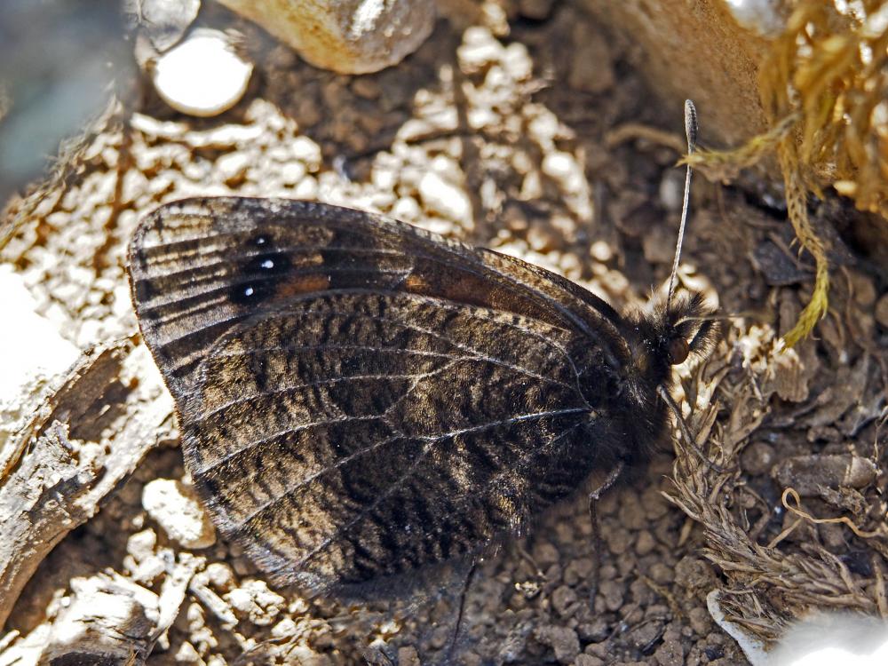 Moiré provençal (Le), Moiré de Provence (Le) Erebia epistygne (Hübner, 1819)