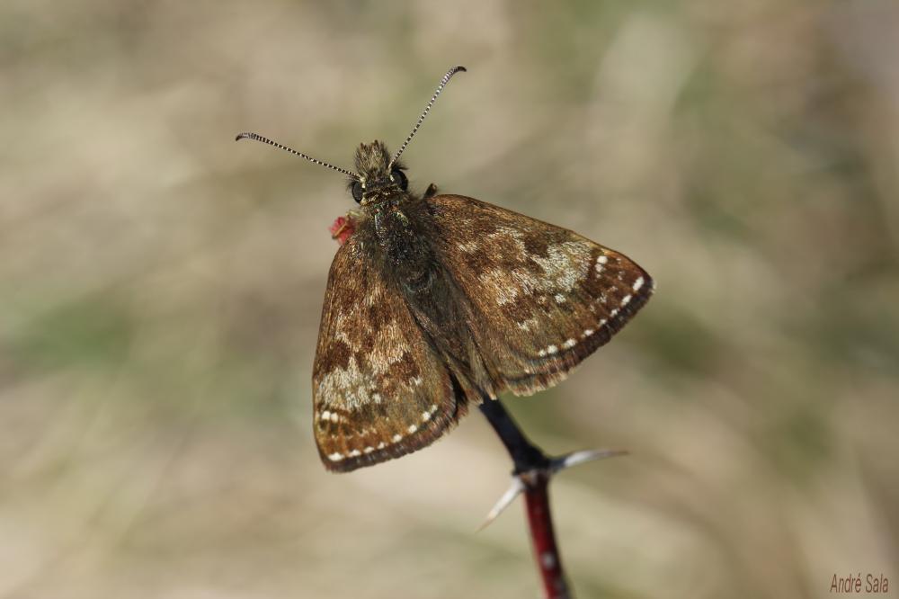 Point de Hongrie (Le), Grisette (La) Erynnis tages (Linnaeus, 1758)