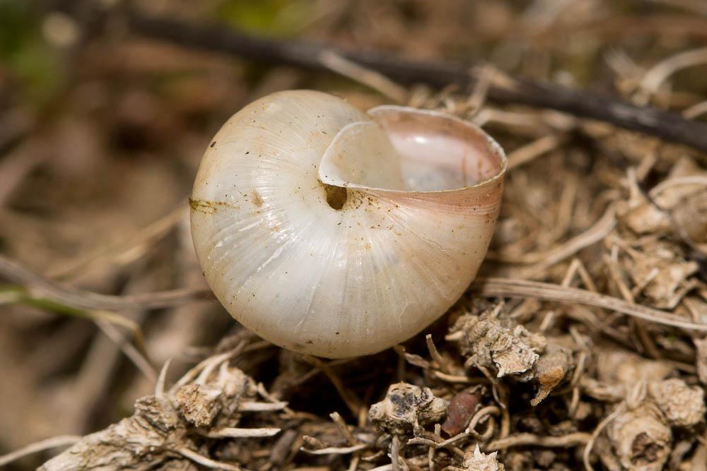 Moine globuleux Monacha cantiana (Montagu, 1803)