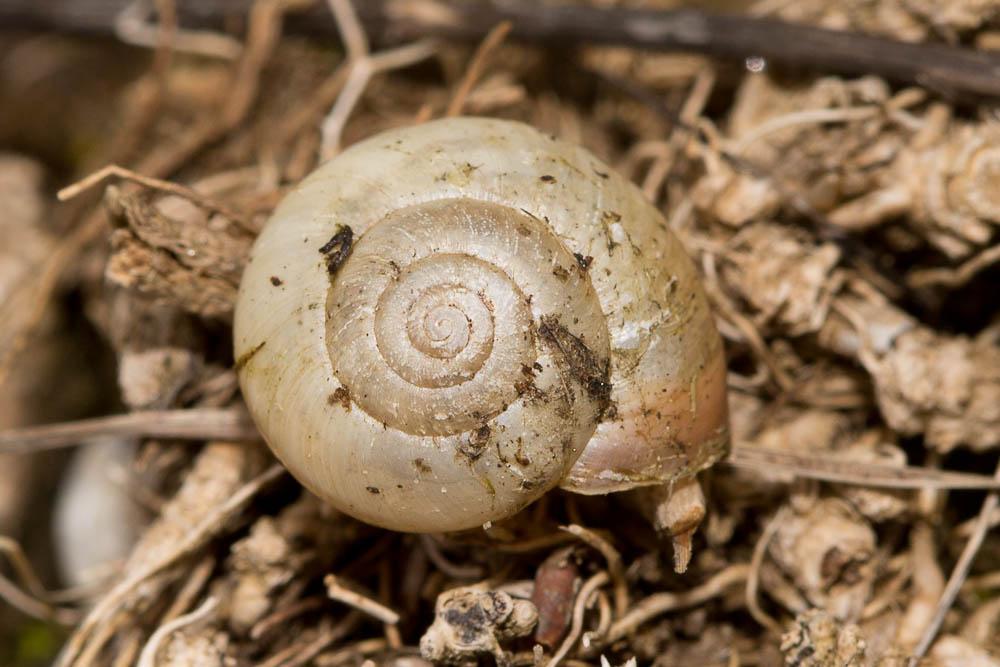 Moine globuleux Monacha cantiana (Montagu, 1803)