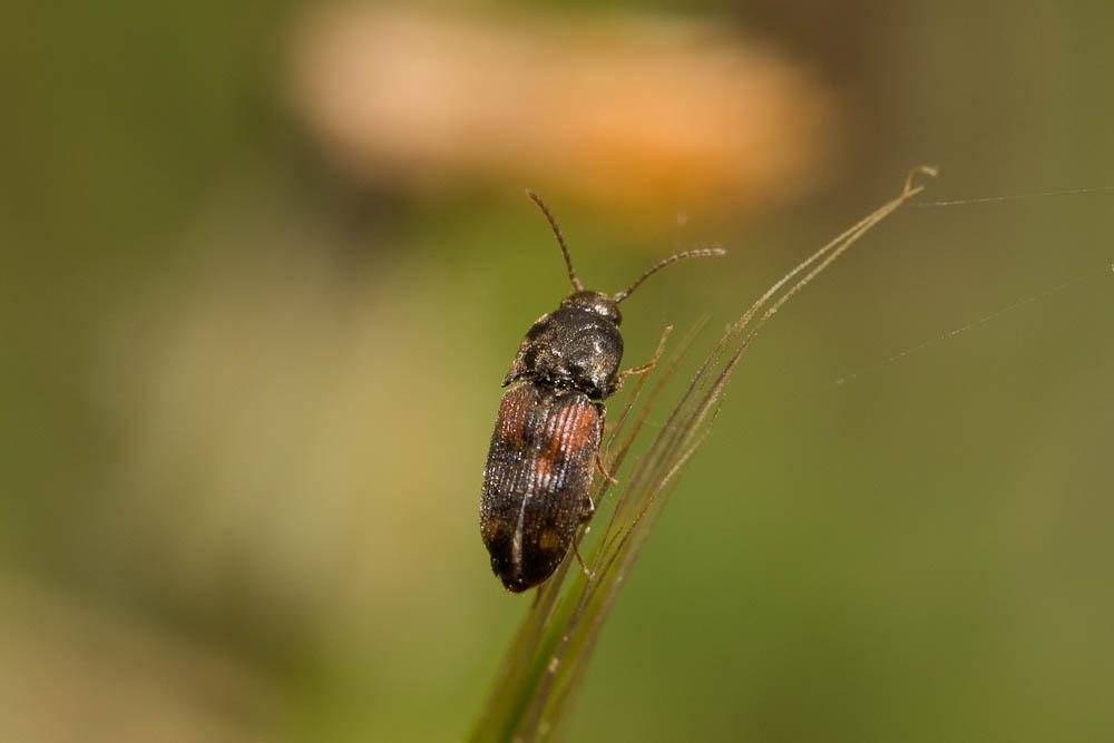 Taupin noir à taches rouges Drasterius bimaculatus (Rossi, 1790)