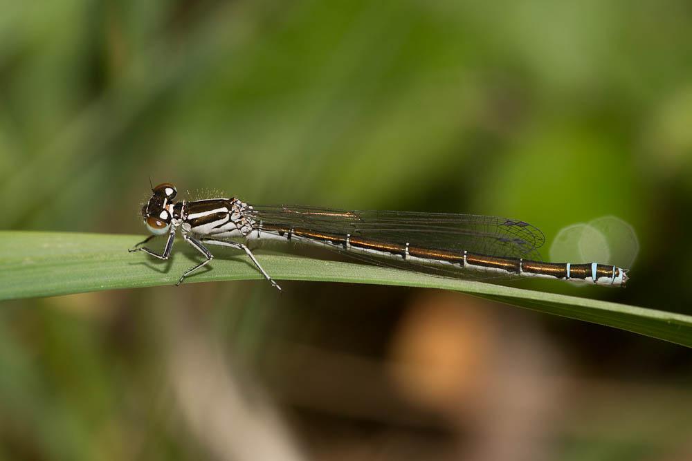Agrion de Mercure Coenagrion mercuriale (Charpentier, 1840)
