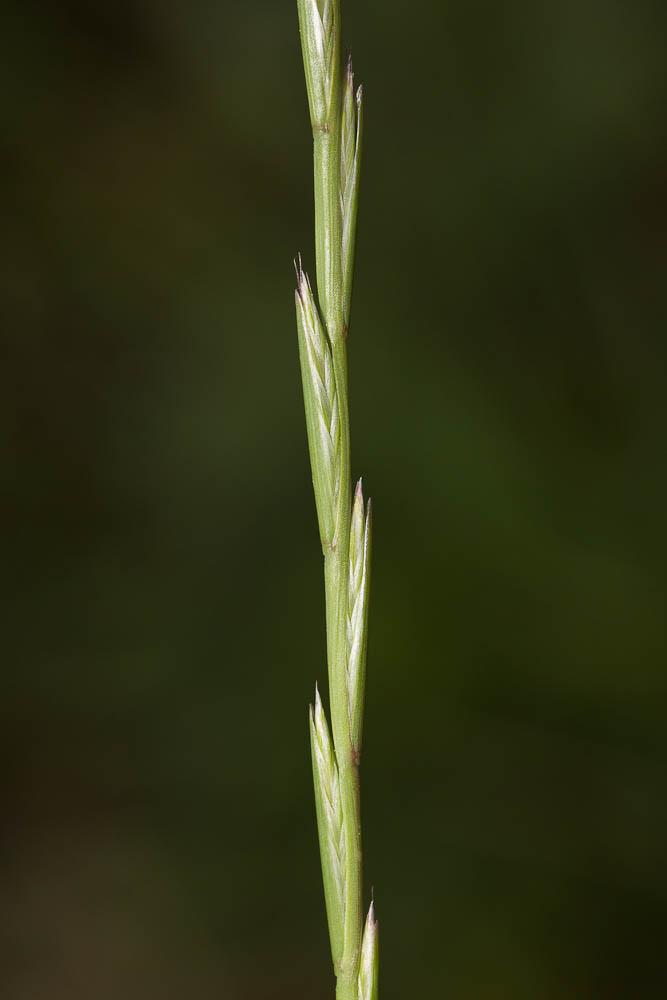 Ivraie à épis serrés, Ivraie à épi serré Lolium rigidum Gaudin, 1811