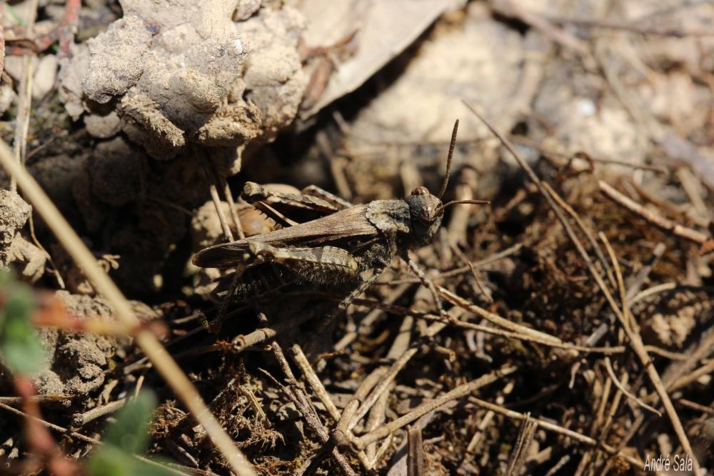  Acrotylus Fieber, 1853