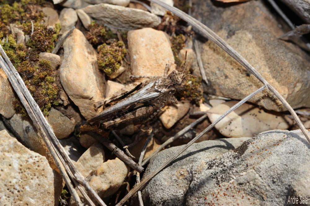  Acrotylus Fieber, 1853