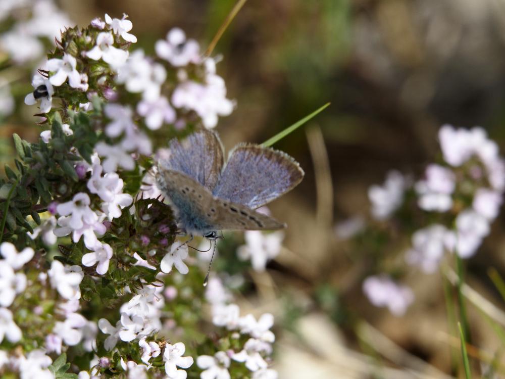 Azuré de la Badasse (L') Glaucopsyche melanops (Boisduval, 1828)
