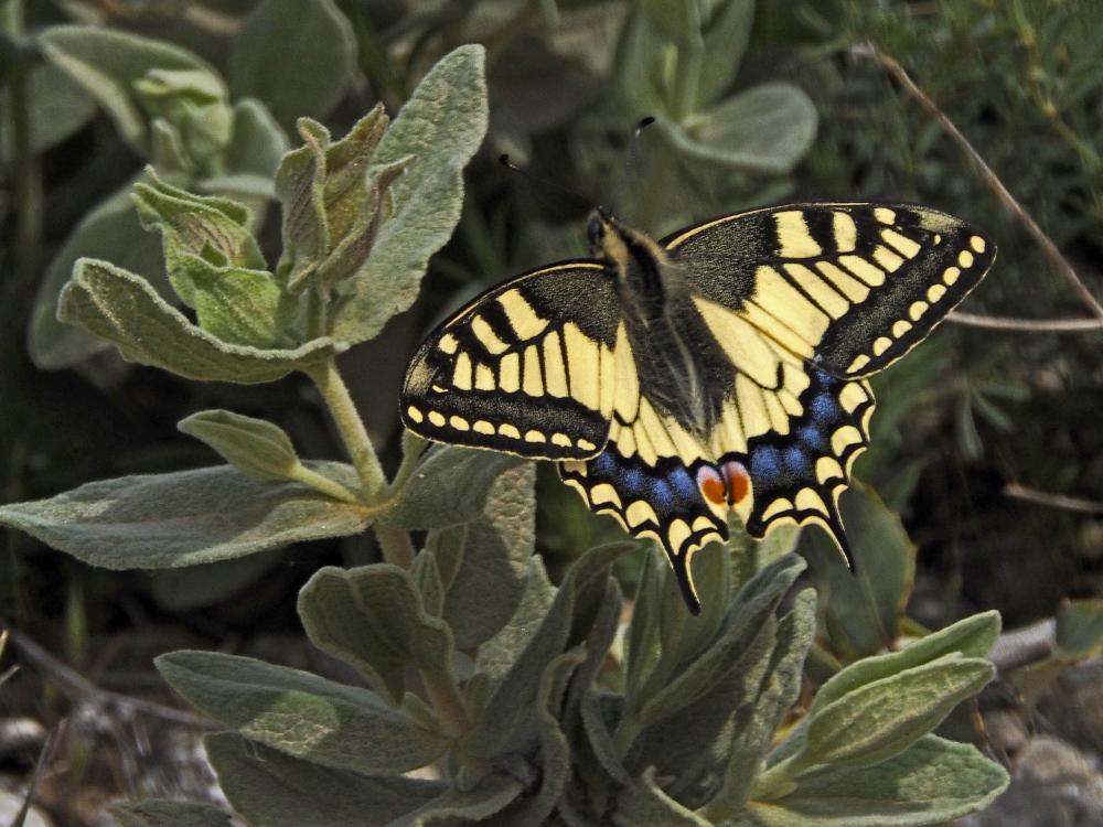 Machaon (Le), Grand Porte-Queue (Le) Papilio machaon Linnaeus, 1758