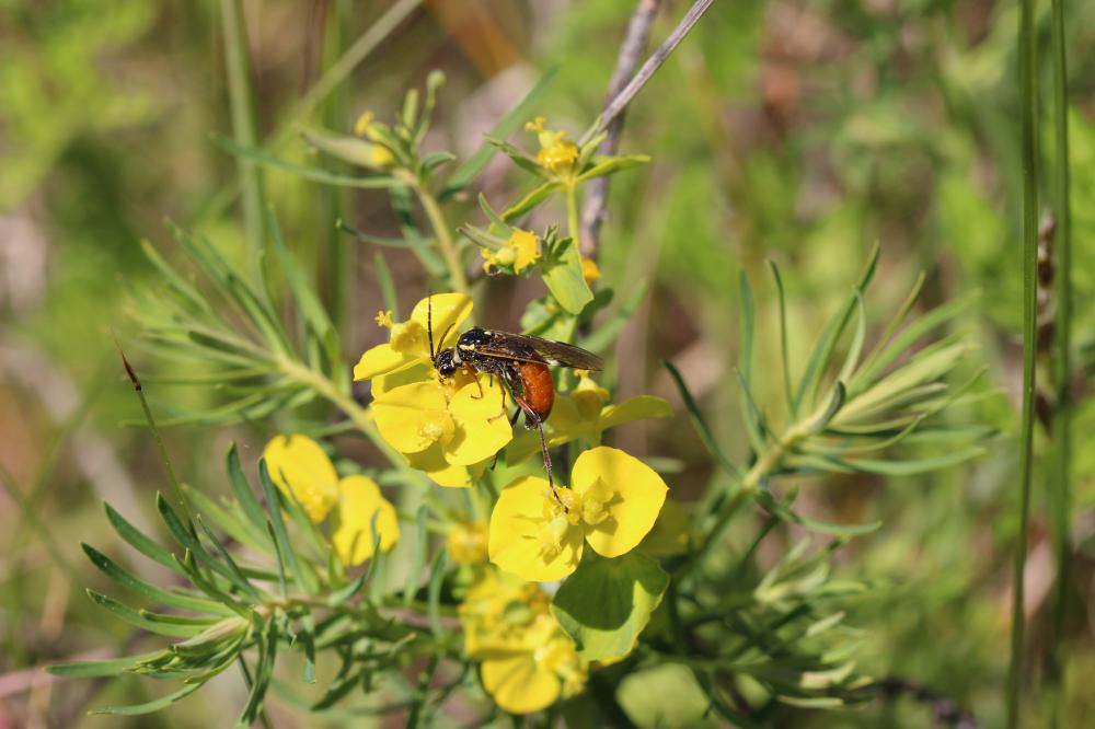 Tenthredopsis stigma (Fabricius, 1798)