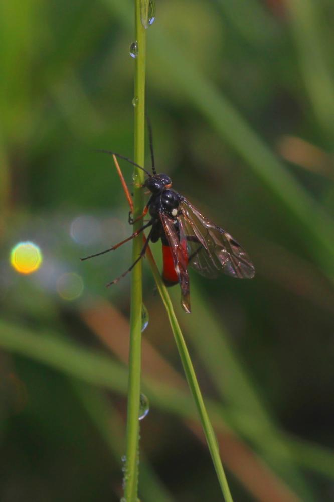 Tenthredopsis A. Costa, 1859
