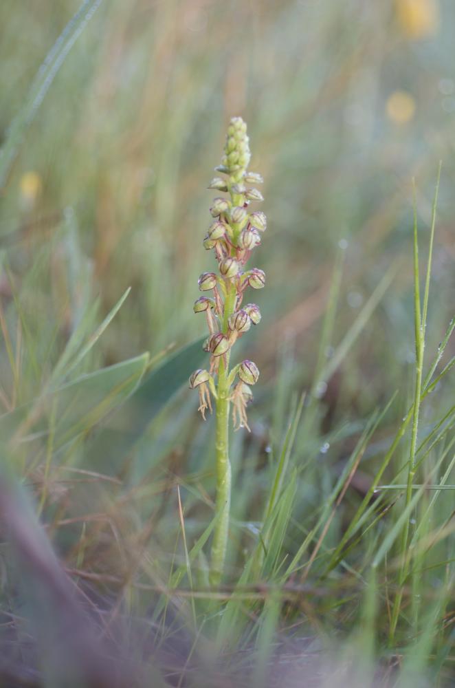 Orchis homme pendu, Acéras homme pendu, Porte-Homm Orchis anthropophora (L.) All., 1785