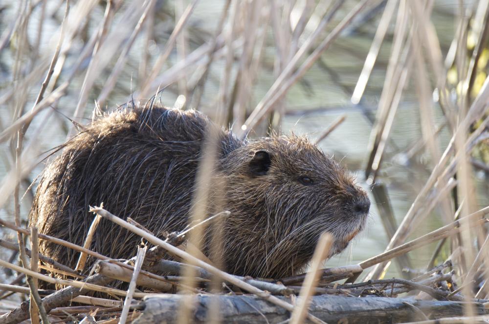Ragondin Myocastor coypus (Molina, 1782)