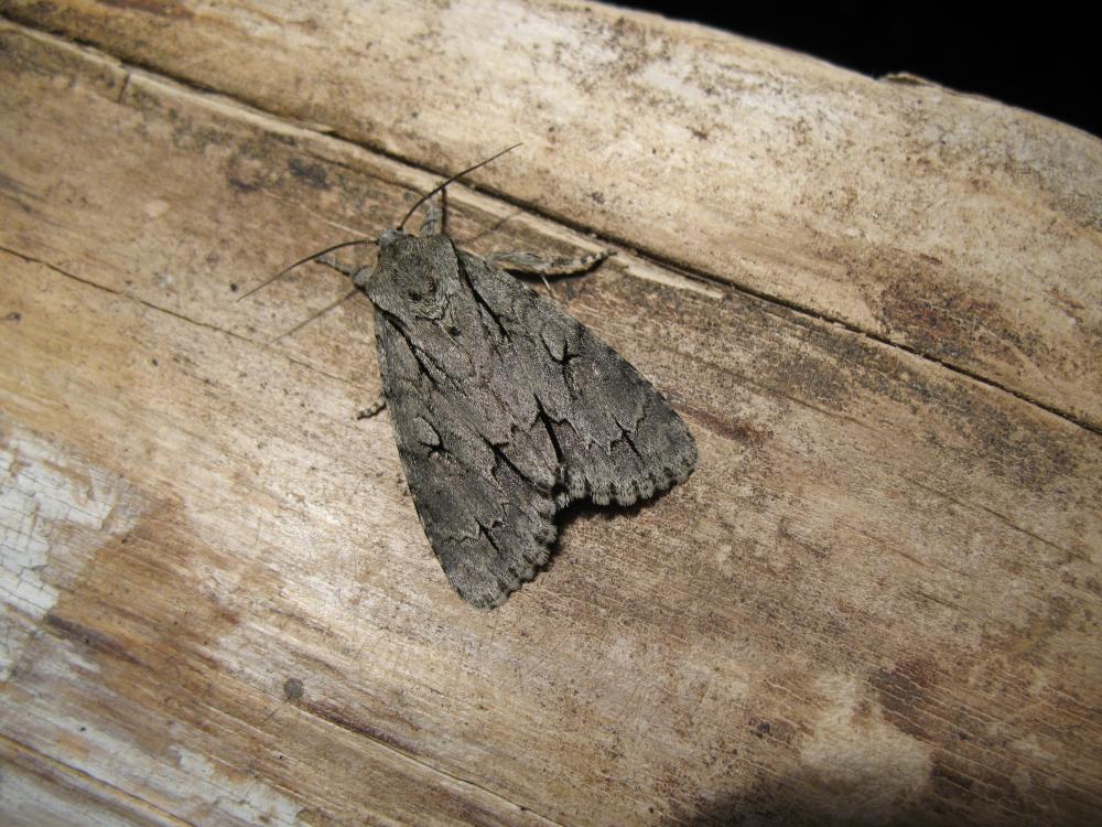 Trident (Le) Acronicta tridens (Denis & Schiffermüller, 1775)