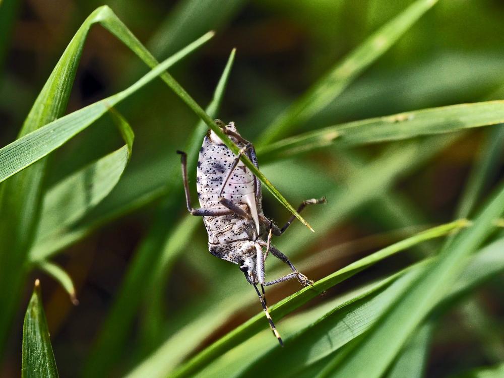 Punaise nébuleuse, Punaise grise Rhaphigaster nebulosa (Poda, 1761)