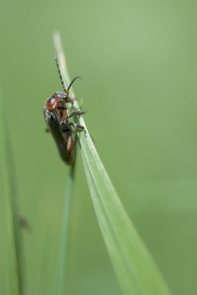 Téléphore moine, Cantharide rustique Cantharis rustica Fallén, 1807