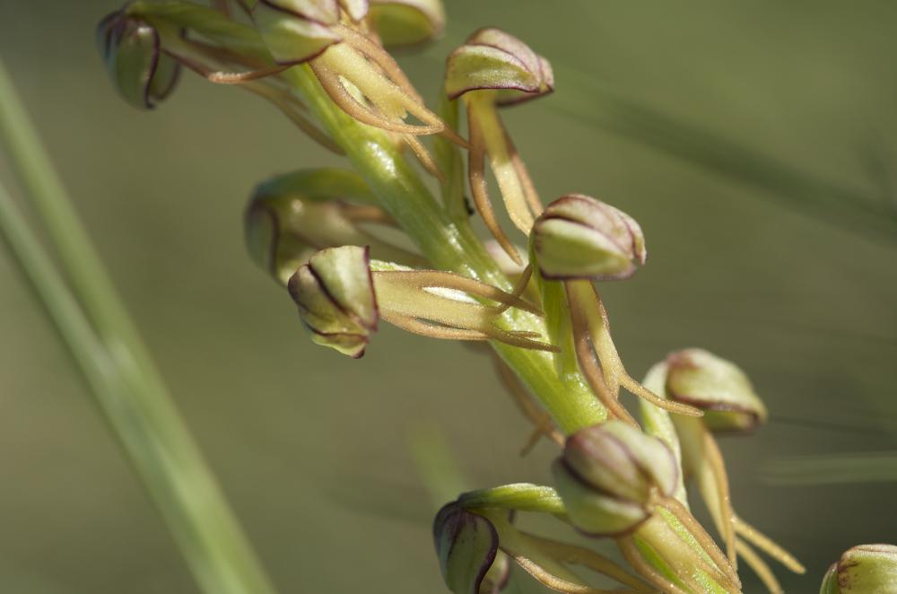 Orchis homme pendu, Acéras homme pendu, Porte-Homm Orchis anthropophora (L.) All., 1785