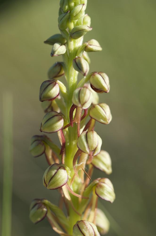 Orchis homme pendu, Acéras homme pendu, Porte-Homm Orchis anthropophora (L.) All., 1785