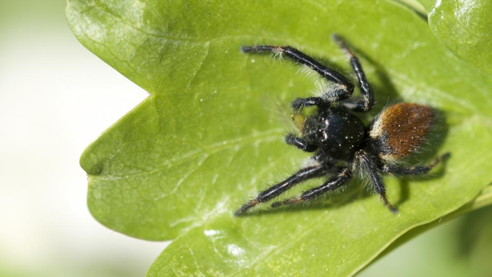 Carrhotus xanthogramma (Latreille, 1819)