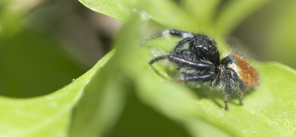 Carrhotus xanthogramma (Latreille, 1819)