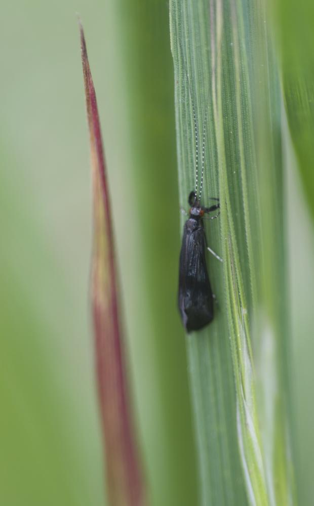  Mystacides azureus (Linnaeus, 1760)