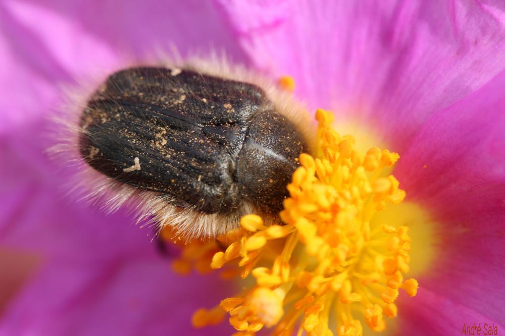 La  Tropinota hirta (Poda, 1761)