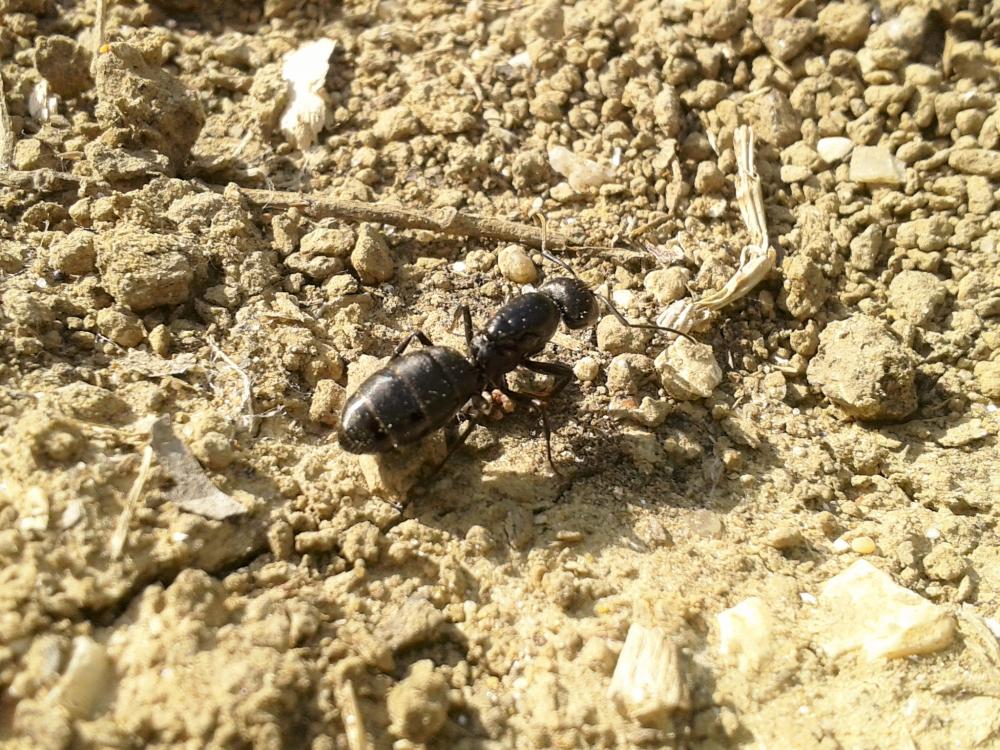 Camponotus vagus (Scopoli, 1763)