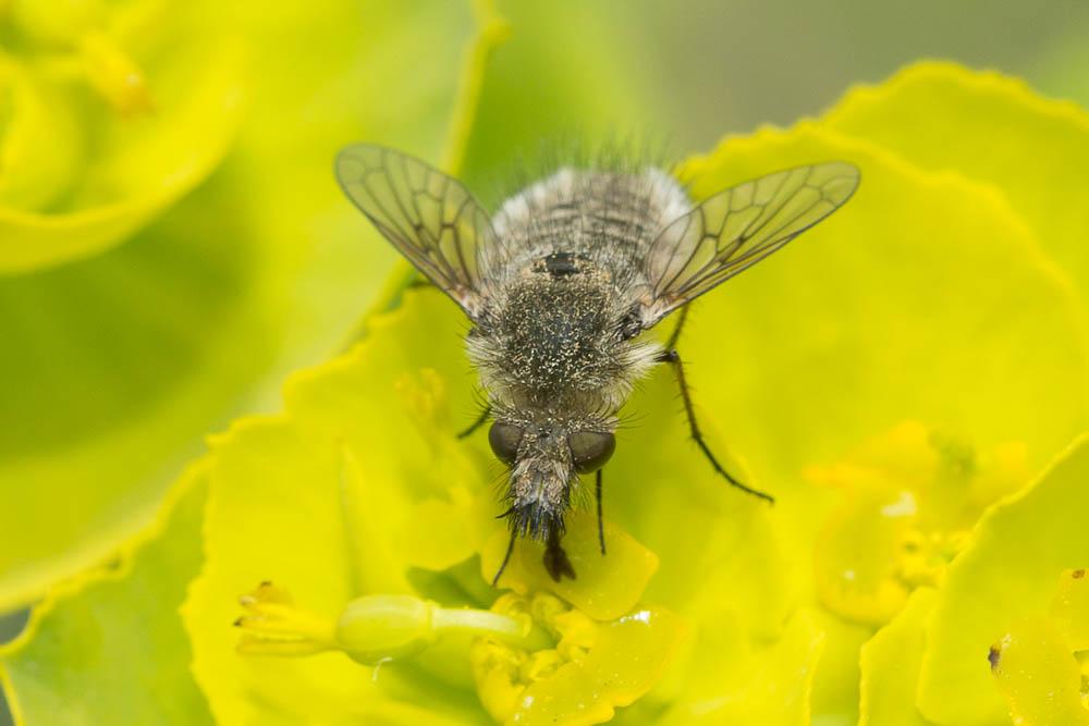 Conophorus virescens (Fabricius, 1789)