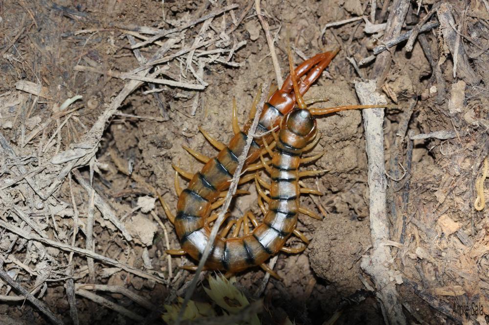Scolopendra cingulata Latreille, 1789