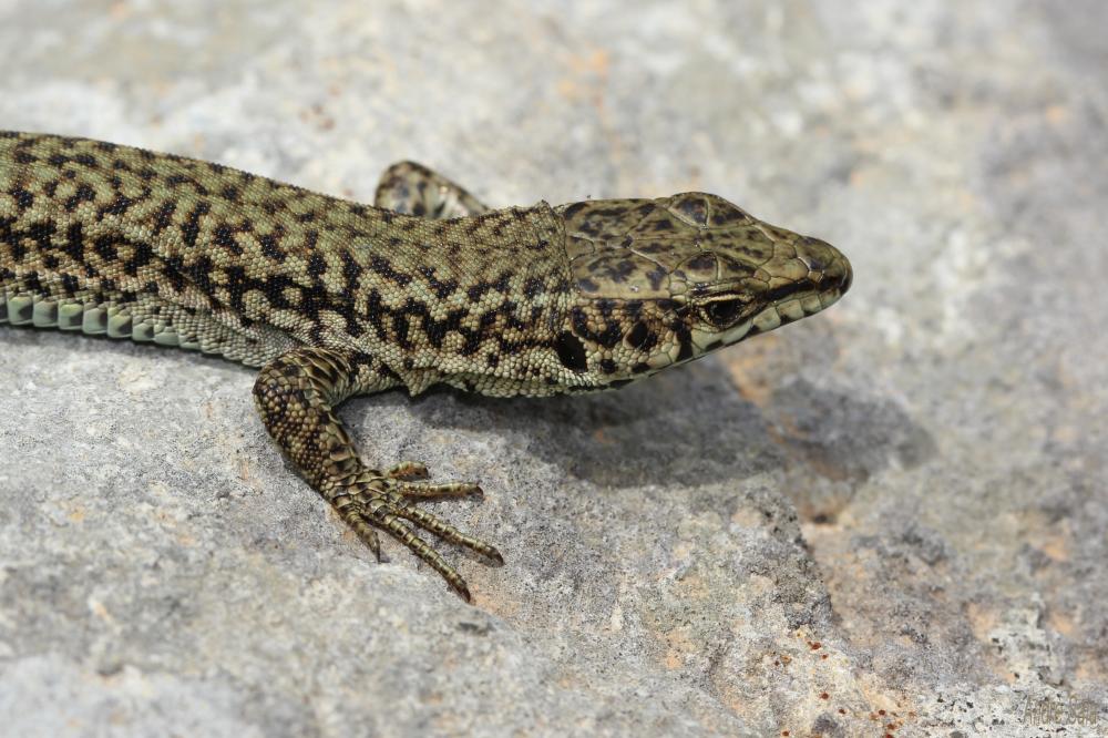Lézard catalan Podarcis liolepis (Boulenger, 1905)