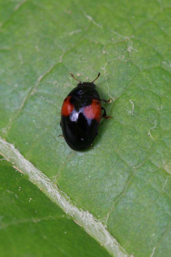 Tritoma bipustulata Fabricius, 1775