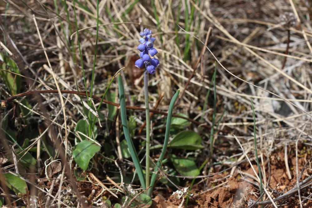 Muscari faux-botryde, Muscari botryoïde, Muscari e Muscari botryoides (L.) Mill., 1768